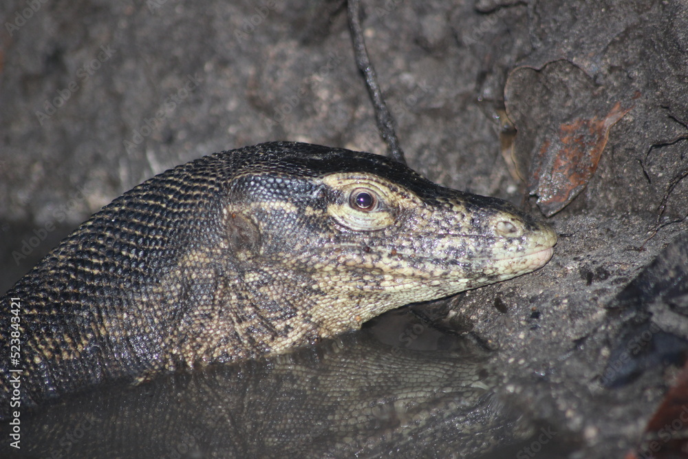 Obraz premium The Asian water monitor (Varanus salvator)