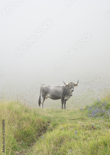 Cow in the field among the fog. 