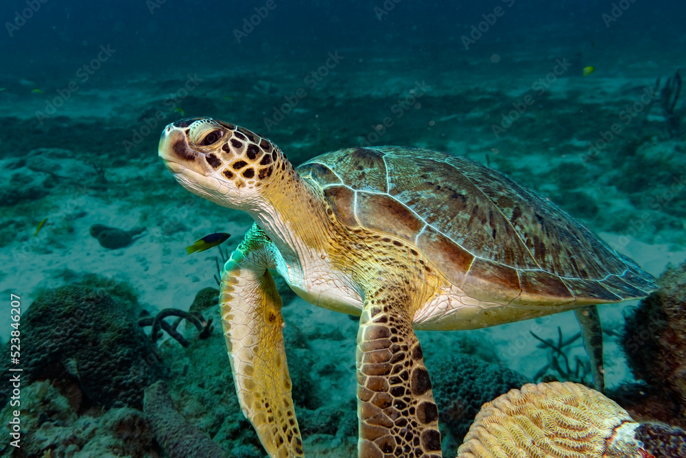 Nice Caribbean Turtle  Swimming