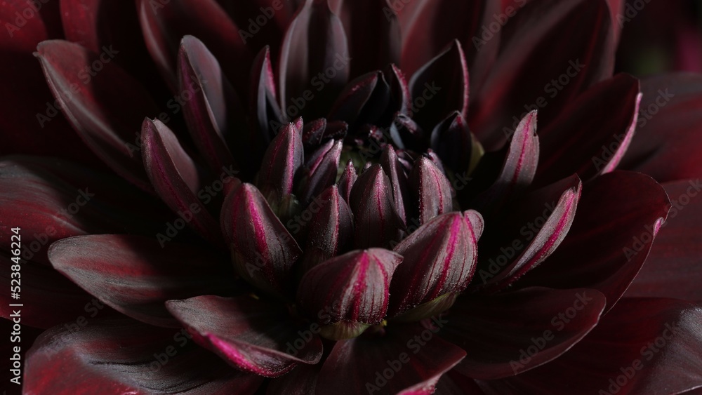 Macro photo Deep burgundy,red color dahlia,formal ornamental type, on a black background. Beautiful flower banner, close-up, copy space.Selective focus.Petal details.Pattern, circle