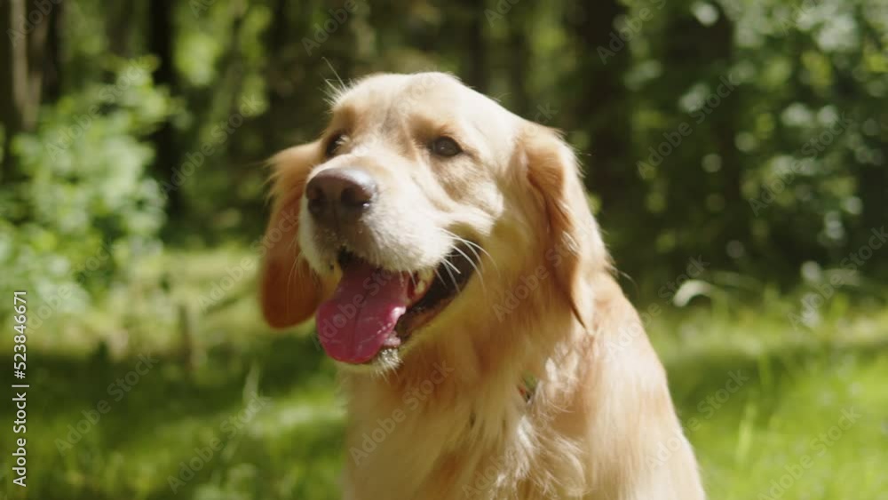 Golden retriever portrait. Obedient labrador dog in park close-up. Happy domestic animal concept, little best friends, puppy relaxing outdoor, breathing with tongue out. Golden retriever portrait. Obedient labrador dog in park close-up. Happy domestic animal concept, little best friends, puppy relaxing outdoor, breathing with tongue out.