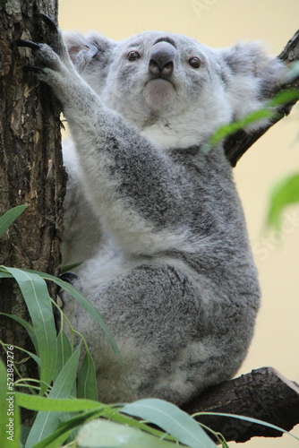 Photography koala in a zoo in vienna (austria)