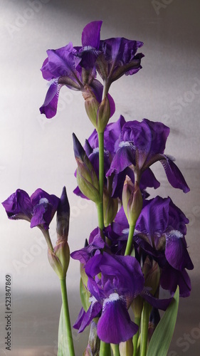 Beautiful blue-violet Iris flower on a gray background