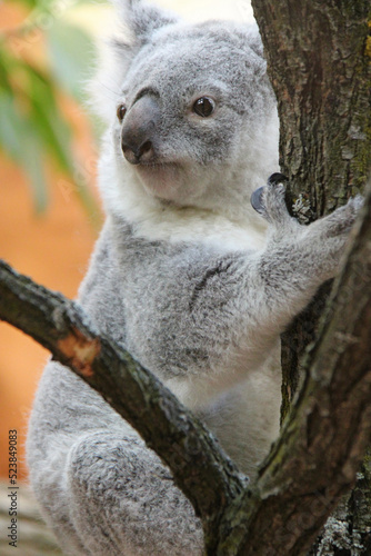 koala in a zoo in vienna  austria 