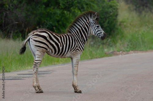 Young zebra foal profile  Equues equus   Pilanesberg National Park  North West