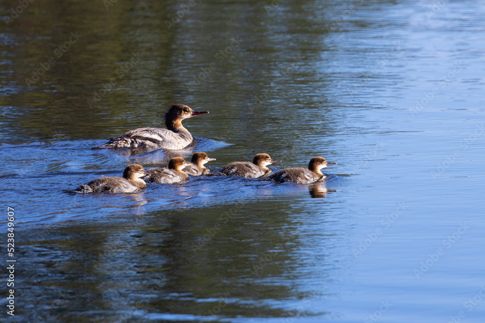 Family of Red Breasted Merganser Family of Red Breasted Merganser