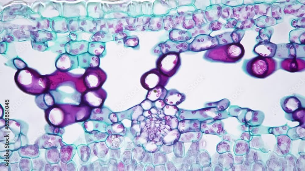 Ligustrum lucidum leaf in transversal section magnified under