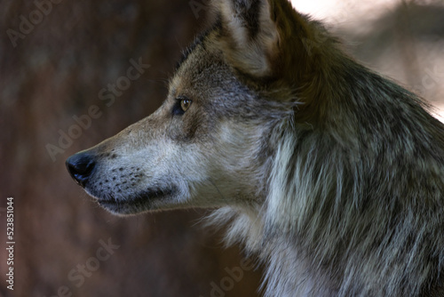 Mexican Wolf Head Shot Close-Up Side View