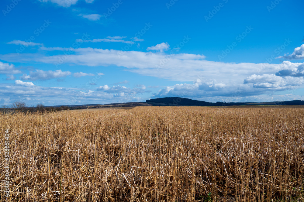 Yellow field with grain