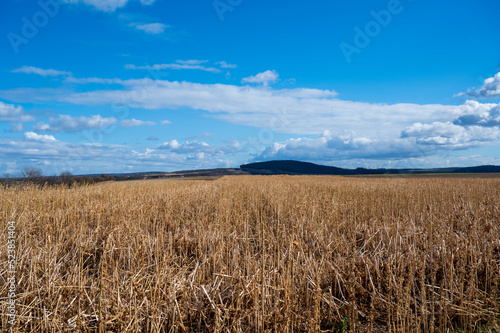 Yellow field with grain