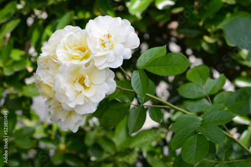 Beautiful white rose flowers blooming outdoors, closeup