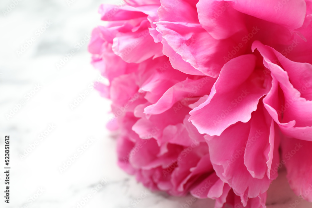 Beautiful pink peony on white marble background, closeup Beautiful pink peony on white marble background, closeup