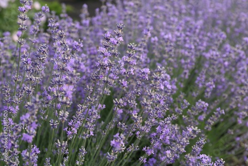 Beautiful lavender flowers growing in field  closeup