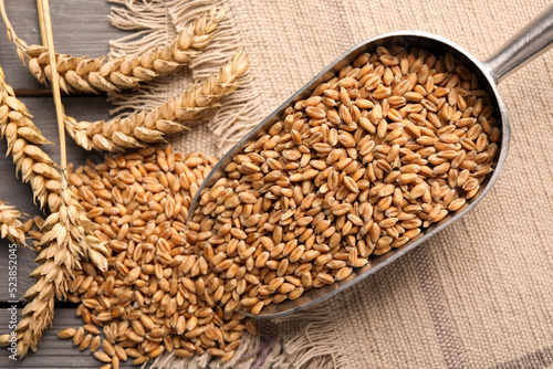 Wheat grains with spikelets on grey wooden table, flat lay