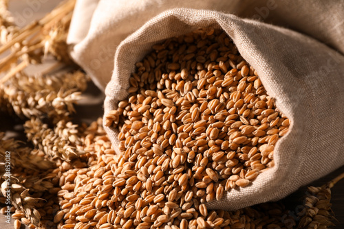 Wheat grains with spikelets on table, closeup