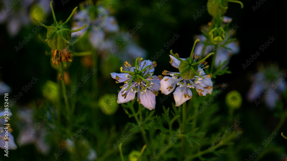 Nigella sativa (black caraway, also known as black cumin, nigella, or kalonji) is an annual flowering plant in the family Ranunculaceae.