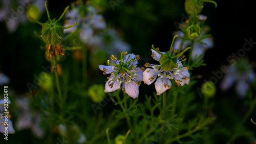 Nigella sativa (black caraway, also known as black cumin, nigella, or kalonji) is an annual flowering plant in the family Ranunculaceae.