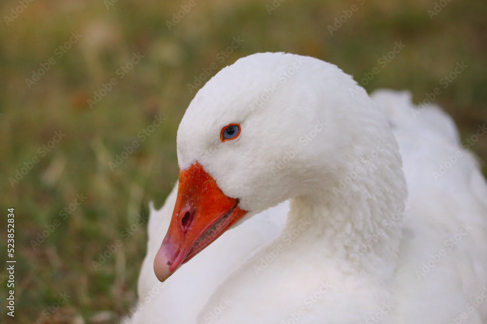 Freilebende Gans an der Zwickauer Mulde Freilebende Gans an der Zwickauer Mulde