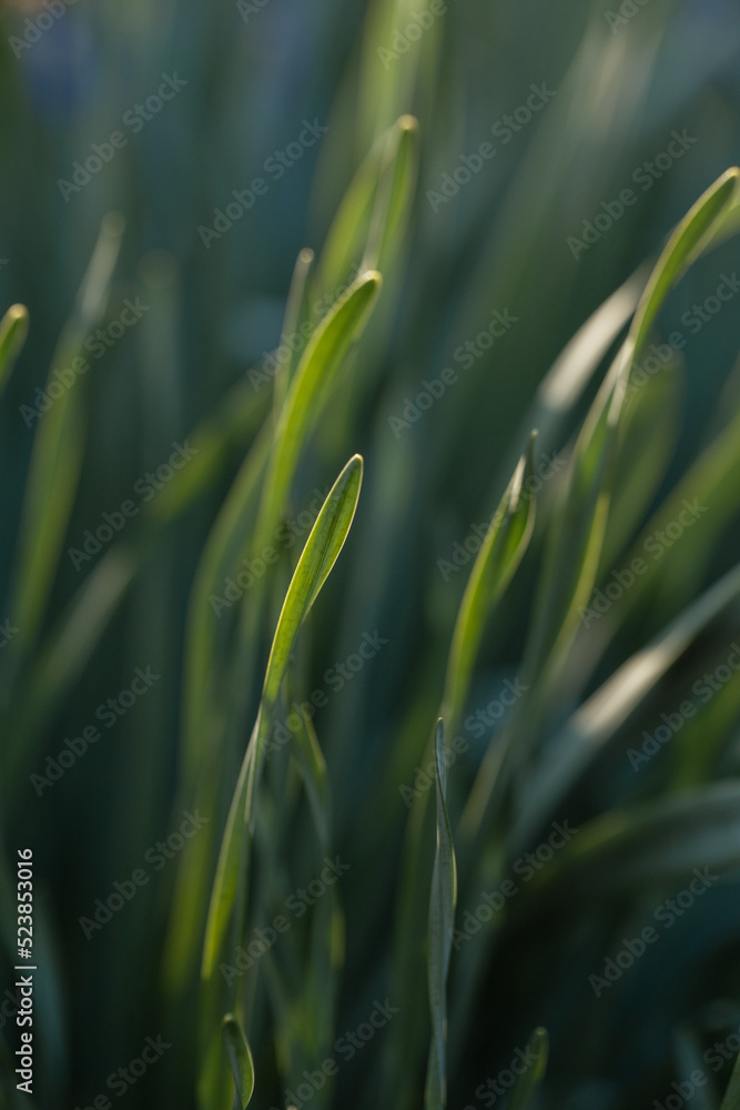 Fototapeta premium Beautiful green grass macro. Eco wallpaper with sprouting crops