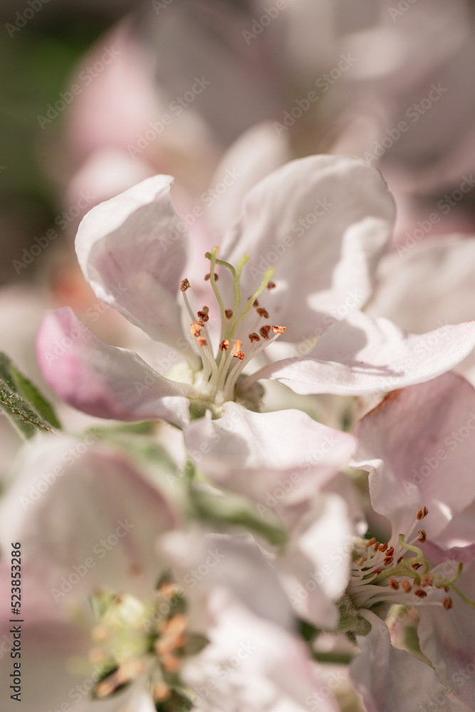Macro photo of a pink flower with petals. Apple tree blossom in the garden on a sunny day Macro photo of a pink flower with petals. Apple tree blossom in the garden on a sunny day