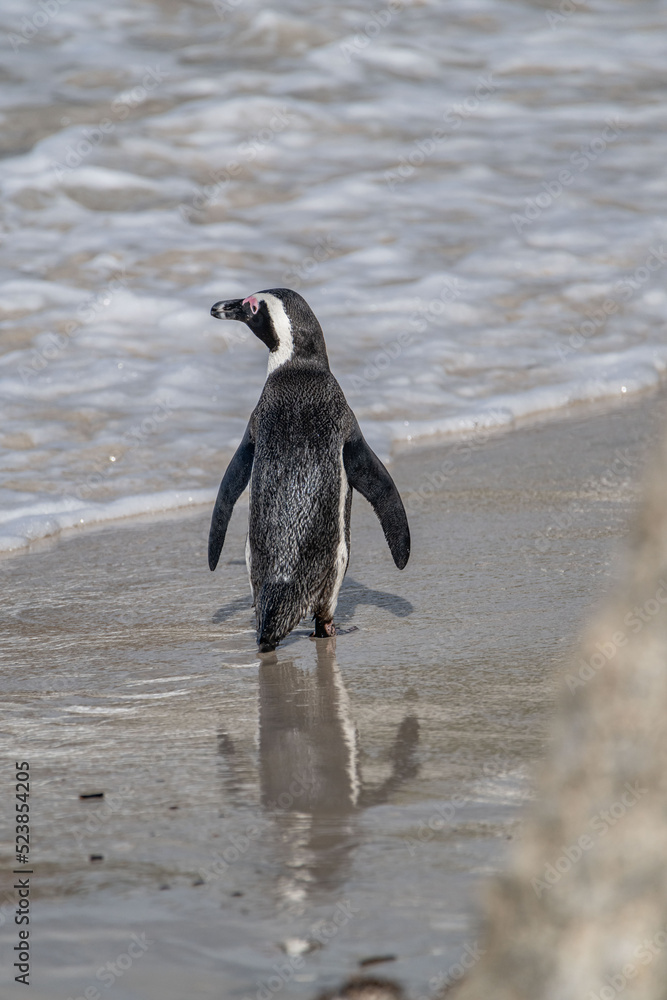 Obraz premium penguin
