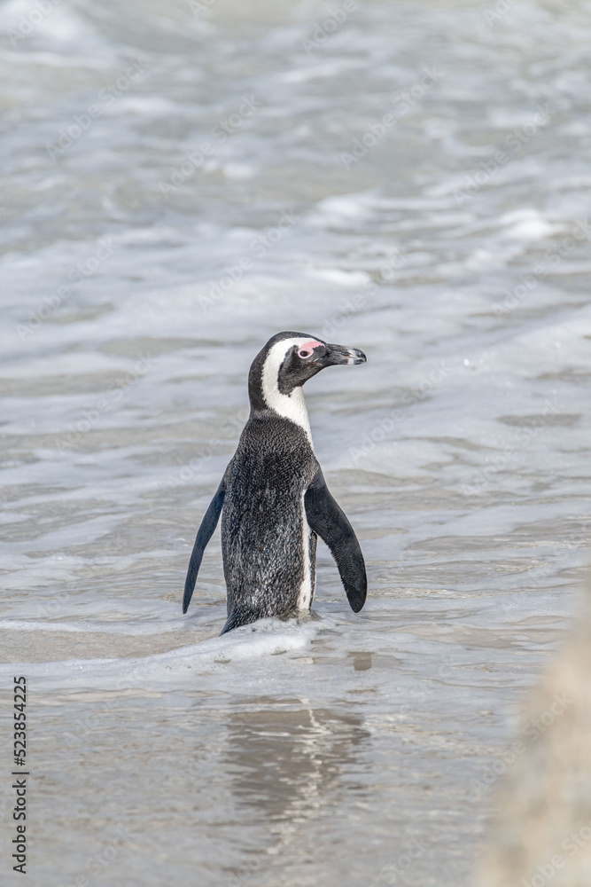 Fototapeta premium penguin