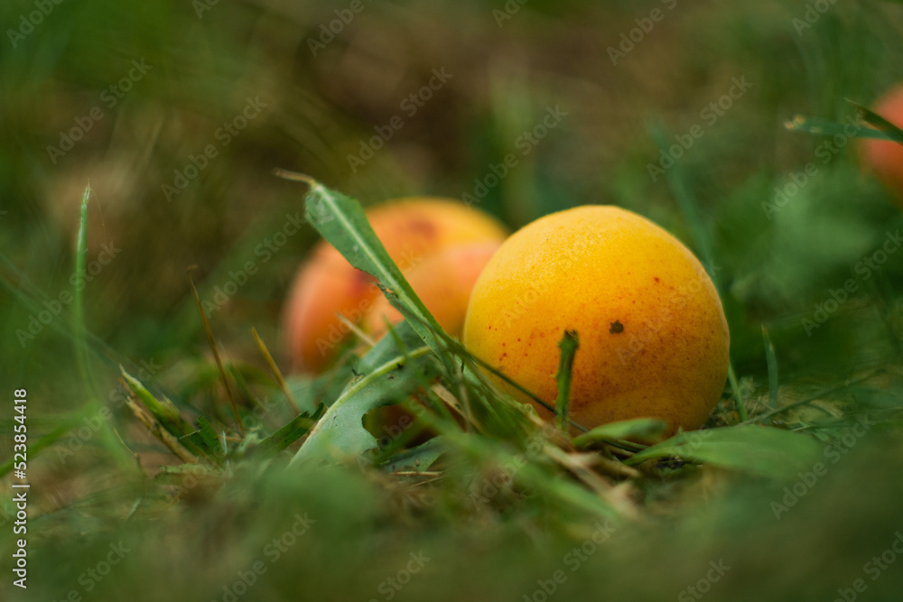 apricots in the grass close-up apricots in the grass close-up