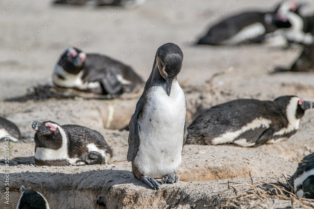 Fototapeta premium penguin