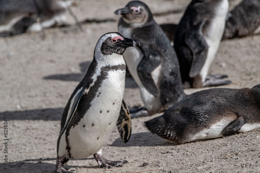 Obraz premium penguin