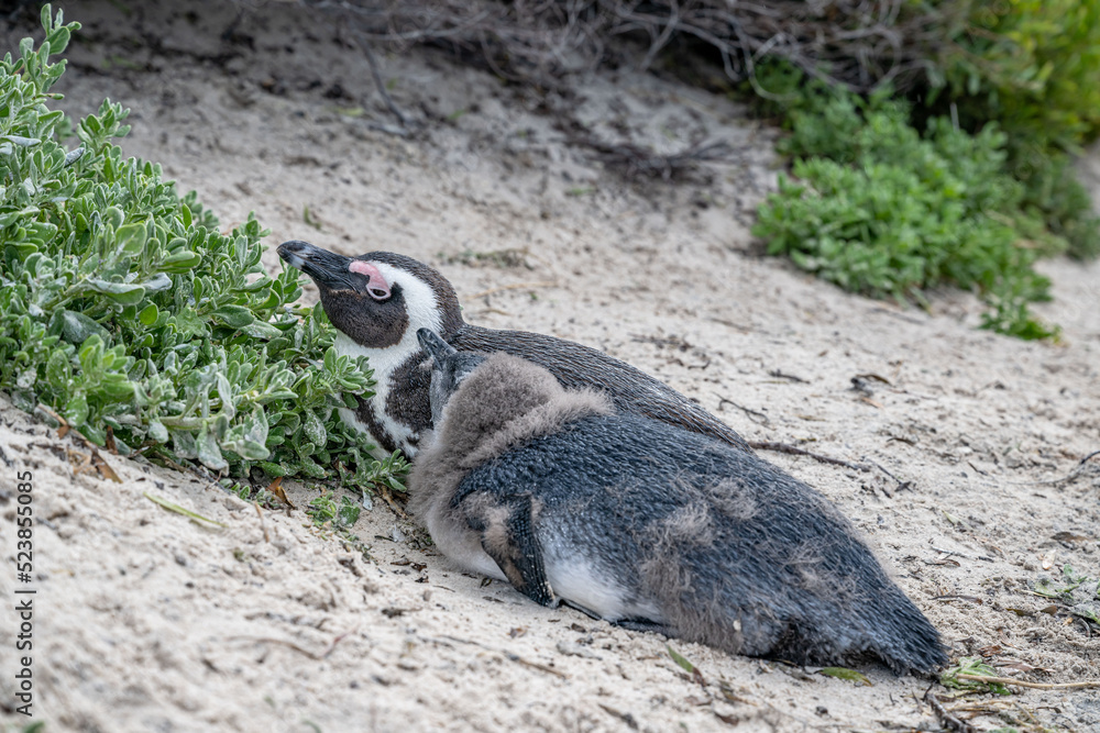 Naklejka premium creative