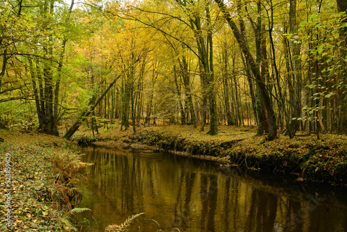 rzeka w złotym lesie
