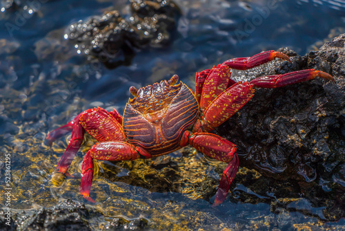 red crab (Grapsus grapsus) on a rock photo