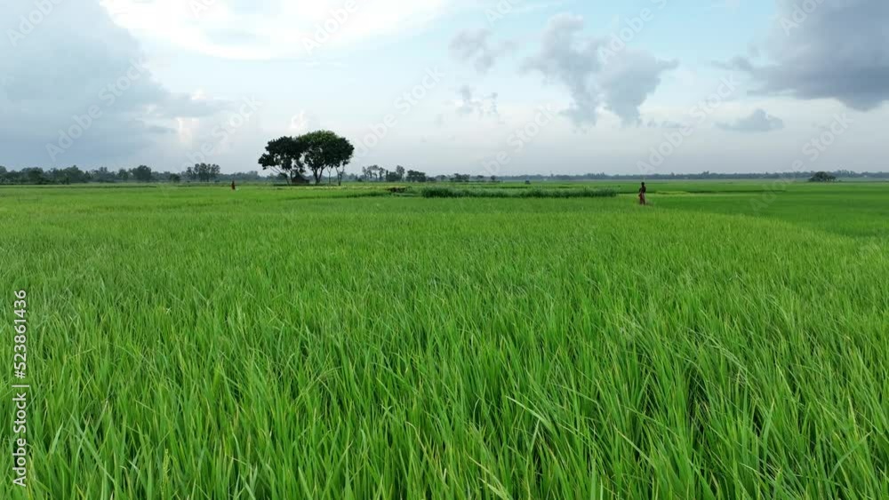 tree in the rice fieldrice field beautiful landscape video footage tree in the rice fieldrice field beautiful landscape video footage