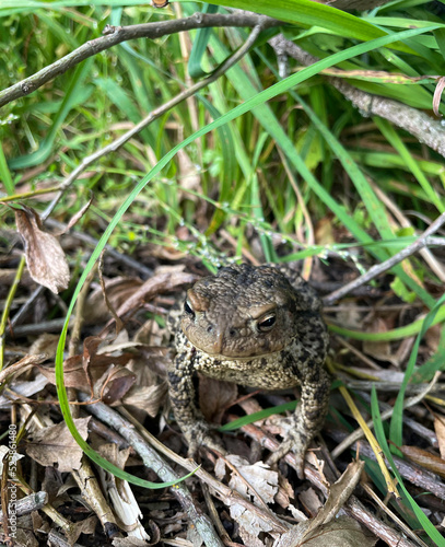 Rare gray toad sits in the grass