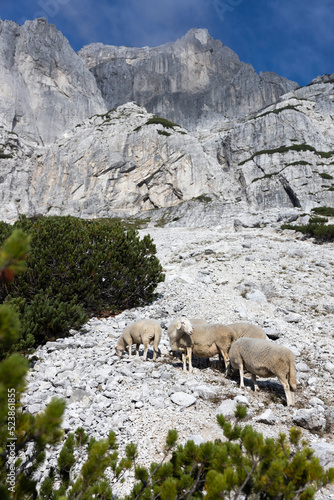 Flock of Sheep on Free Range Pasture in Julian Alps Slovenia
