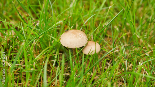 small tiny mushrooms in the green grass at home lawn 