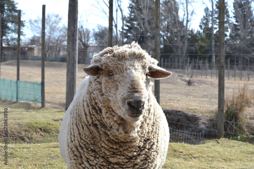 Obraz premium sheep inside an ecological park. Context animal field