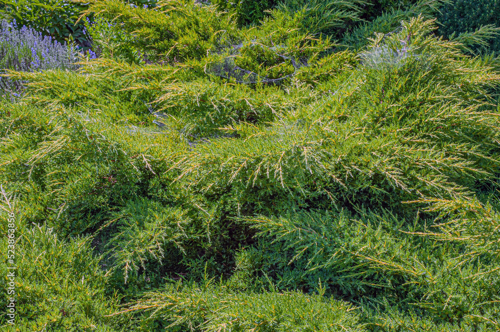 Aerial view of dense green pine forest with canopies of spruce trees and colorful lush foliage in autumn mountains. Aerial view of dense green pine forest with canopies of spruce trees and colorful lush foliage in autumn mountains.