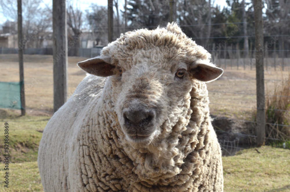 sheep inside an ecological park. Context animal field sheep inside an ecological park. Context animal field