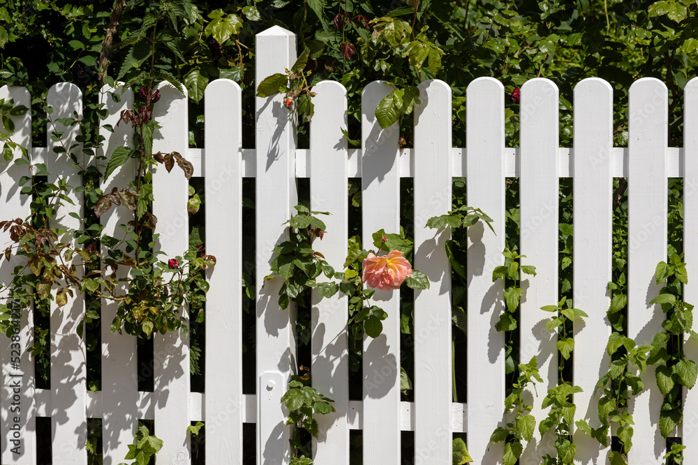 Weißer Gartenzaun mit orangefarbener Rose Weißer Gartenzaun mit orangefarbener Rose
