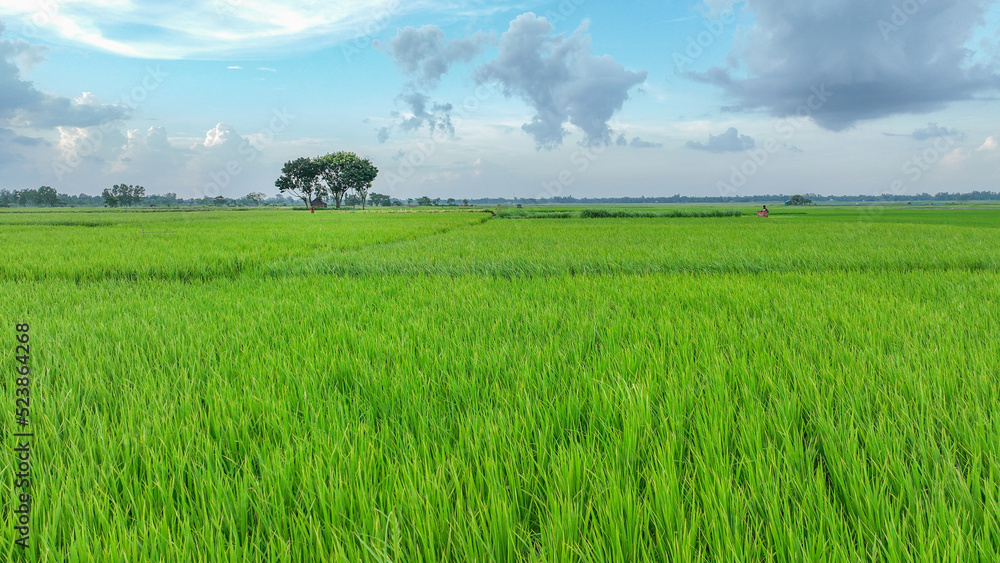rice field with blue sky - Tree in the field - beautiful bangladesh landscape photo