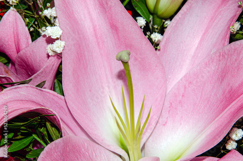 Bouquet of large Lilies .Lilium, belonging to the Liliaceae. Blooming pink tender Lily flower .Pink Stargazer Lily flowers background. Closeup of pink stargazer lilies and green foliage. Summer