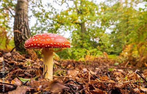 Forest Floor Mushroom