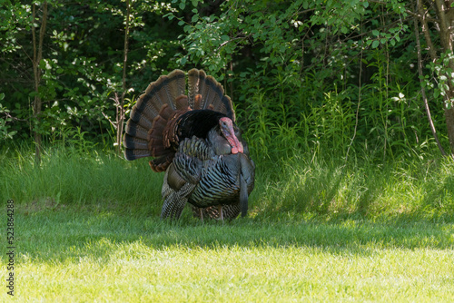 A Turkey Gobbler Strutting For A Female