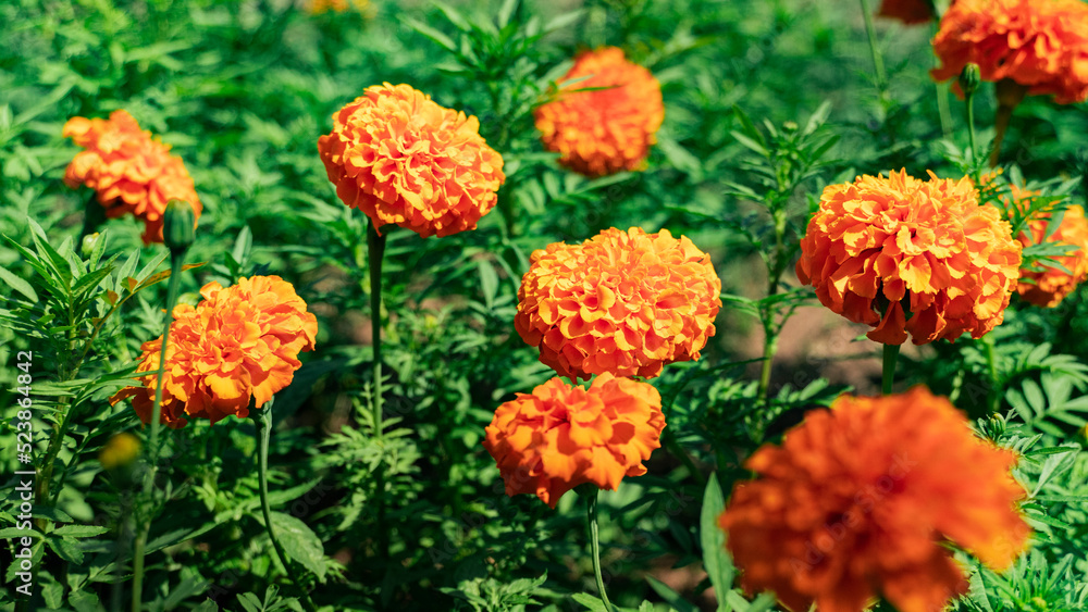 Close-up orange young chrysanthemums grow in a flower bed in the park of the resort town against a background of green foliage.