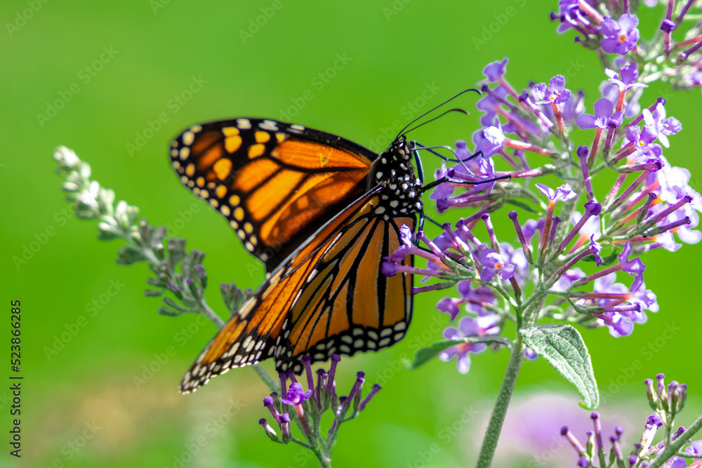 Female Monarch Butterfly (Danaus Plexippus) on Purple Butterfly Bush (Buddleja) Female Monarch Butterfly (Danaus Plexippus) on Purple Butterfly Bush (Buddleja)