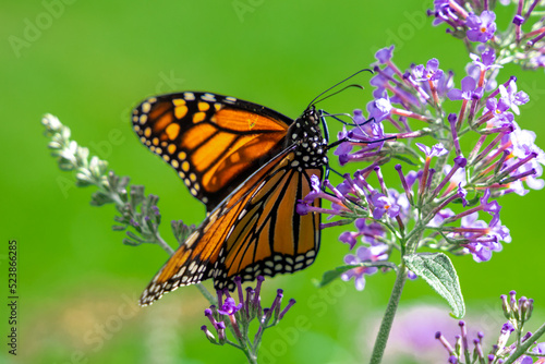 Female Monarch Butterfly (Danaus Plexippus) on Purple Butterfly Bush (Buddleja)