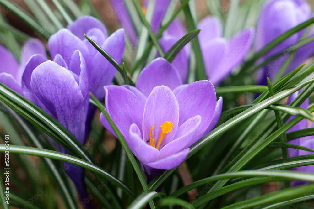 Lavender Colored Crocus Glowing in Spring (Wider View)