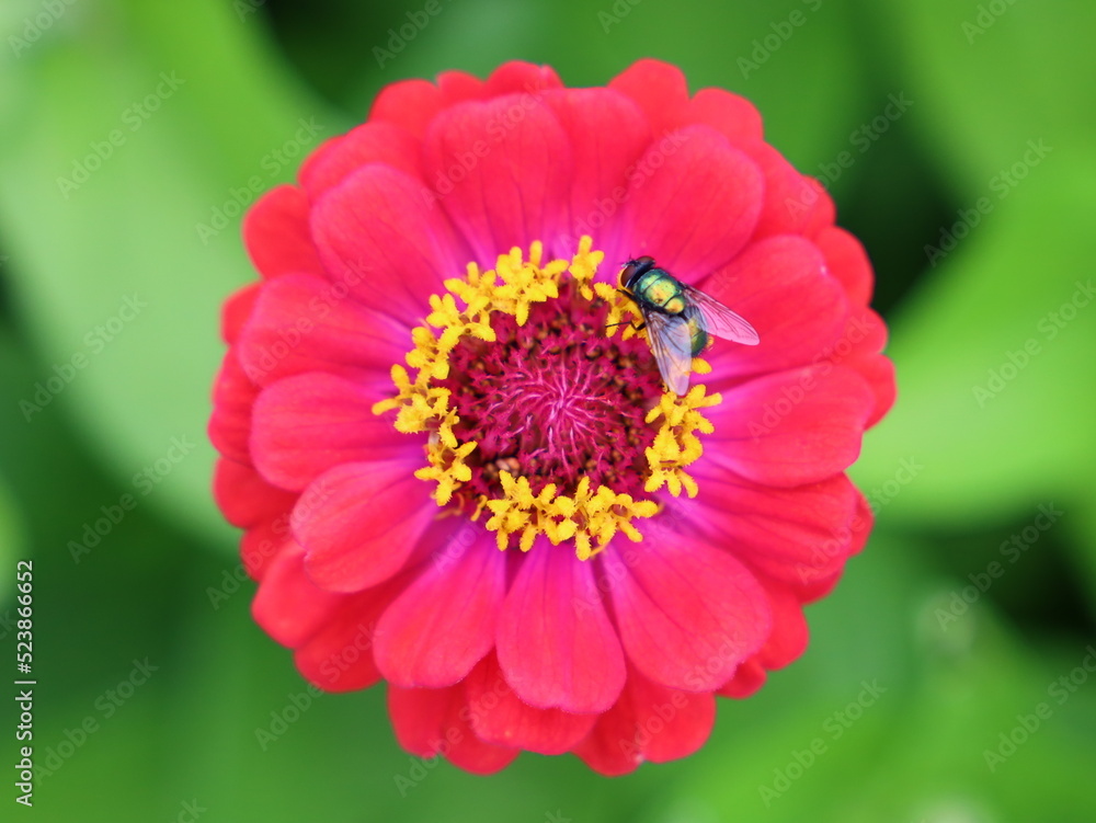 Common Green Bottle Fly (Lucilia Sericata) on
Zinnia Flower Common Green Bottle Fly (Lucilia Sericata) on
Zinnia Flower
