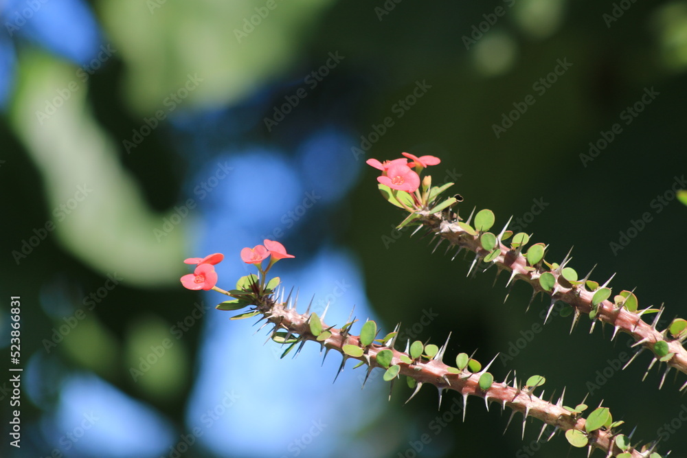 Euphorbia is a very large and diverse genus of flowering plants, commonly called spurge. Euphorbia is a very large and diverse genus of flowering plants, commonly called spurge.